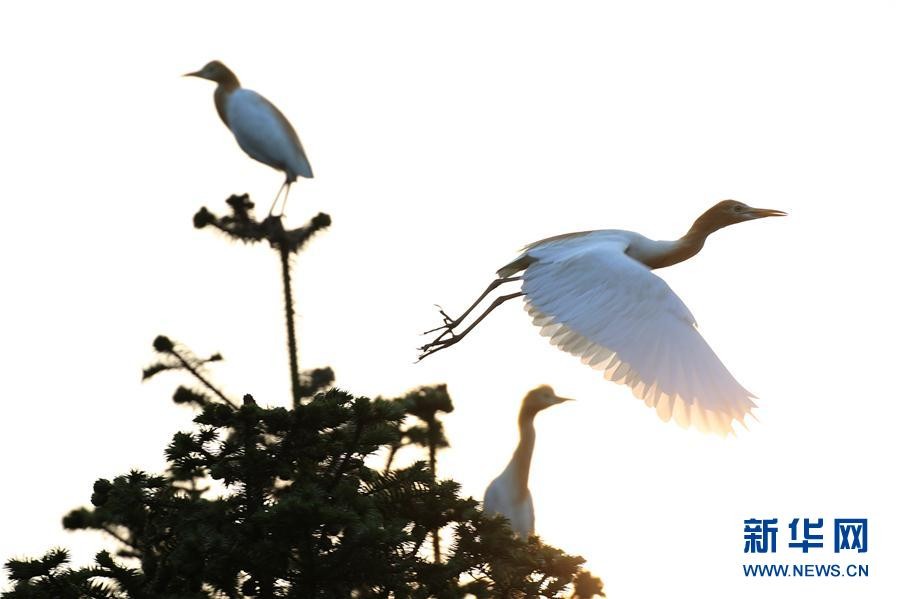 ‘hth官网入口’《南方有乔木》曝人物海报 陈伟霆白百何携手而来(图1) hth官网入口