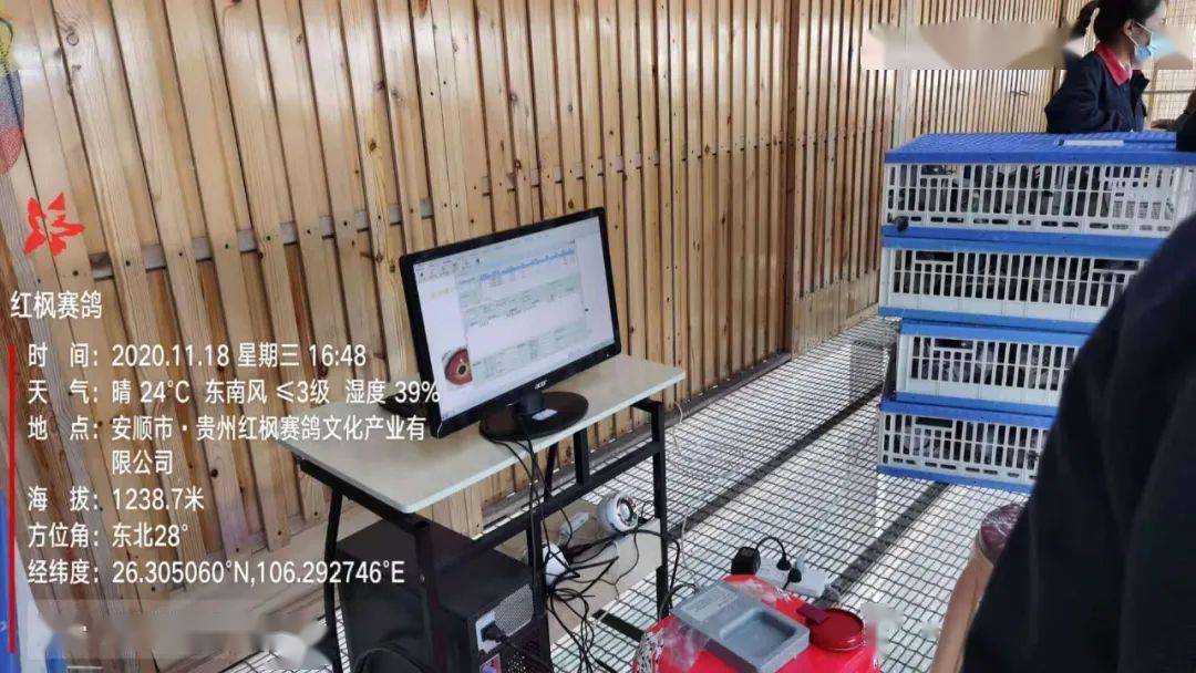 
红枫大棚第四关加站赛集鸽现场视频及图片：华体会体育hth官方网站(图24)