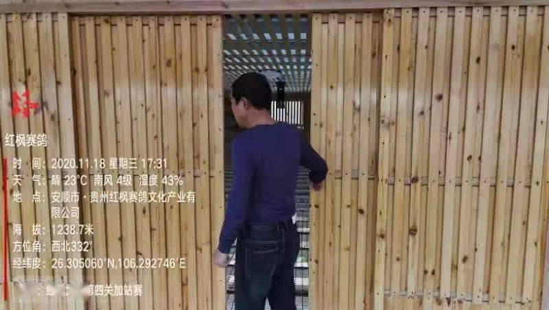 
红枫大棚第四关加站赛集鸽现场视频及图片：华体会体育hth官方网站(图28)