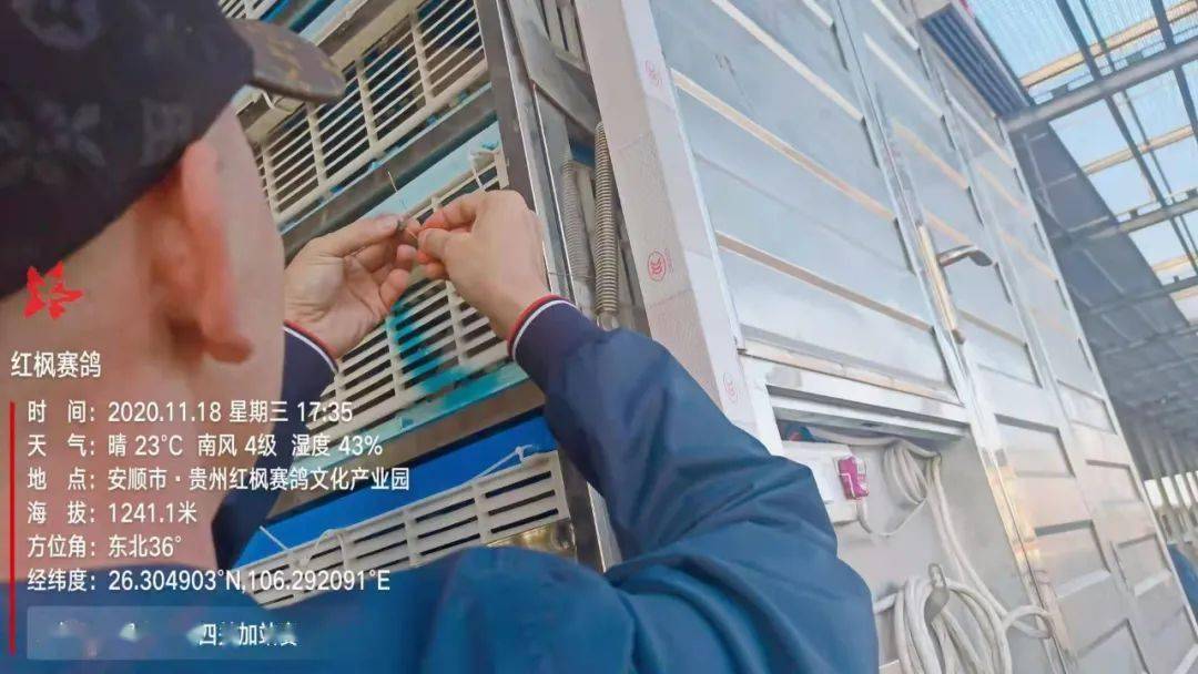 
红枫大棚第四关加站赛集鸽现场视频及图片：华体会体育hth官方网站(图29)