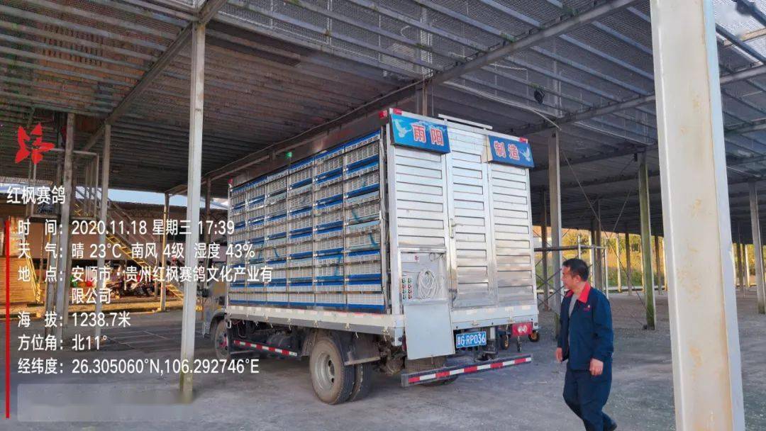 
红枫大棚第四关加站赛集鸽现场视频及图片：华体会体育hth官方网站(图32)