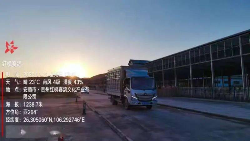 
红枫大棚第四关加站赛集鸽现场视频及图片：华体会体育hth官方网站(图40)