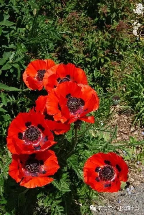 我的重庆八中报到记 2014重庆小升初参考_hth官网入口(图2) 华体会体育hth官方网站