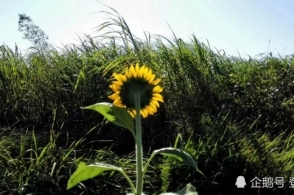 华体会体育hth官方网站:灵宝市豫灵镇庙上小学:在春天播种希望(图2) hth官网入口