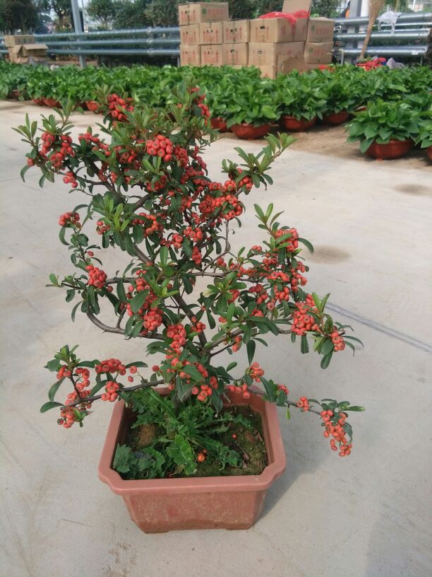 2018清华大学附属实验学校招生简章-北京小升初_华体会体育hth官方网站(图1) hth官网入口