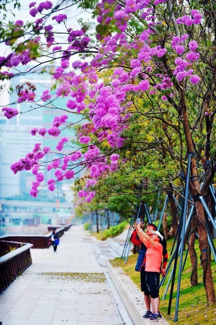 2018重庆二十九中学招生简章-重庆小升初|华体会体育hth官方网站(图1) hth官网入口