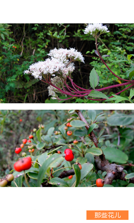 华体会体育hth官方网站